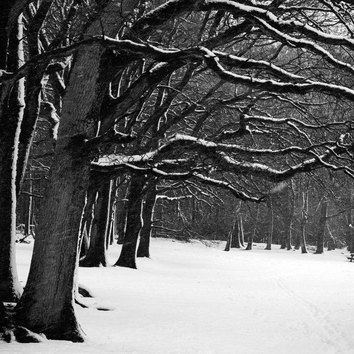 Silent Winter Forest Black and White Nature Photography
